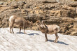 Big Horn sheep in snow on rocks in mountains.
