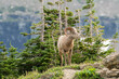 Big Horn Sheep on Rocky Mountain top with green trees in background. 