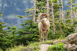 Big Horn Sheep on Rocky Mountain top with green trees in background. 