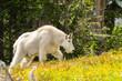 Mountain Goat on mountain side in green and yellow flowers and trees. 