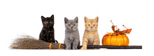 3 Cute Blue British Shorthair Cat Kittens, Standing Side Ways With Halloween Decorations. Looking Towards Camera. Isolated On A White Background.