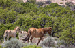 
Wild Horse Mare and Foal in Montana in Summer