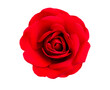 Rote Rose isoliert vor weissem Hintergrund