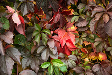 Autumn Coloured Leaves Background. Fall Collection.