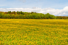 Spring-summer Landscape. A Large Yellow Field Of Blooming Dandelions With A Spring Forest In The Distance.