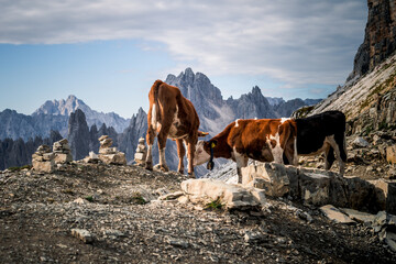 Wall Mural - Rifugio Auronzo and Dolomites mountains in National Park Tre Cime di Lavaredo,Dolomites alps, South Tyrol, Italy