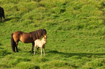 Wall Mural - Beautiful view of horses in a big field in Iceland