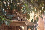 Fototapeta Zwierzęta - Peligro: Leopardo agazapado mira fíjamente atento