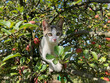 A little cat on an apple tree