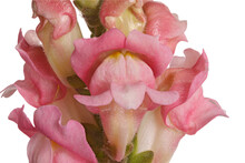 Macro Image Of A Stem Of Pink Flowers Of Snapdragon (Antirrhinum Majus) Isolated