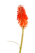 Single Stem With Bright Orange Flowers Of The Red Hot Poker, Kniphofia, Also Called Tritoma Or Torch Lily, Isolated