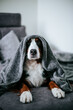 Bernese mountain dog posing inside. Autumn mood. Cute dog in bed.