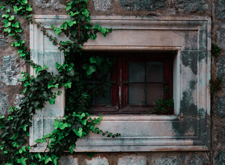 ivy on ancient stone walls, ancient old europe, medieval building, popular garden climber plant