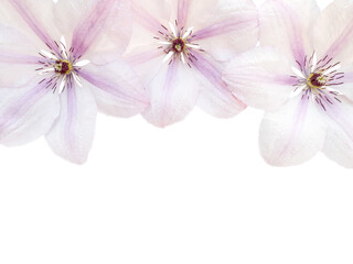 Wall Mural - Three pearl pink clematis flowers isolated transparent png