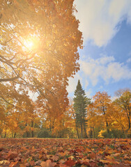 Canvas Print - large gold maple between bright autumn trees