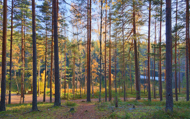 Wall Mural - evening sun in autumn forest