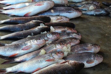 rohu carp with ice arranged in row in indian fish market for sale HD