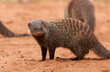 Banded mongoose standing near friends