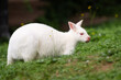 White albinos wallaby