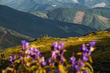 Wall Mural - Sunny mountain hills with wildflowers