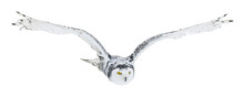 Owl In Flight Isolated On Transparent Background. Snowy Owl, Bubo Scandiacus, Flies With Spread Wings. Hunting Arctic Owl. Beautiful White Polar Bird With Yellow Eyes. Winter In Wild Nature Habitat.