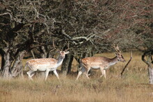 Deer At The Amsterdamse Waterleiding Duinen In The Dune