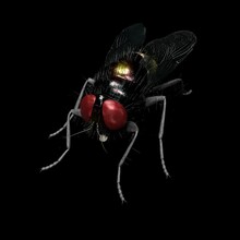 Computer Rendered Illustration Of A House Fly