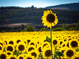 GIRASOLES