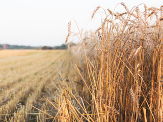 Bright ripe grain field - yellow wheat .harvesting