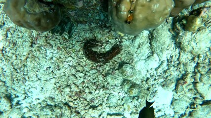 Wall Mural - sea snake and fish in a coral reef. underwater video. 