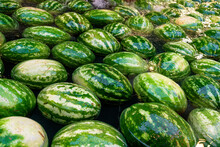 Watermelons Float On The Surface Of Water.  Concept Of Watermelon Day