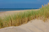 Fototapeta Łazienka - The dunes or dyke at Dutch north sea coast, European marram grass (beach grass) on the sand dune with blue sky as backdrop, Nature pattern texture background, North Holland, Netherlands.