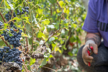 Grappe de raisin mure en premier plan et main de femme en train de vendanger avec un sécateur rouge flou en fond