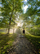 Person walking dog in misty morning forest sunlight rays shining through trees. 
