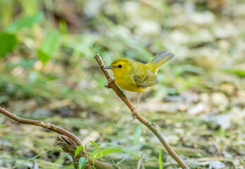 Wall Mural - Juvenile hooded warbler perched on a tree branch 