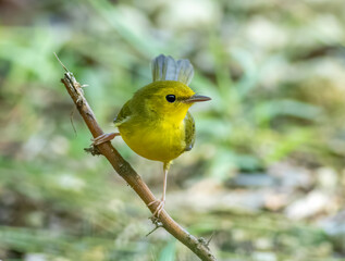 Wall Mural - A hooded warbler perched on a tree limb during fall bird migration in Florida.