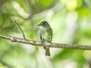 Wall Mural - An eastern wood pewee perched on a tree branch 