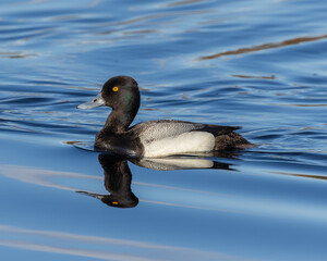 Wall Mural - Male Lesser Scaup in Alaska