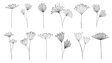 Outline Floral Twigs And Sprigs, Umbrella Flowers. Plant Sprigs, Dill Or Fennel Line Vector Twigs. Floral And Botanical Monochrome Decorations With Field Or Garden Herbs Seeds, Buds And Stems