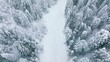 Drone following fast professional skier riding down hill on cold white winter day in cinematic mountain forest. People having fun at winter sport activity on snowy mountain in winter spruce forest 4K