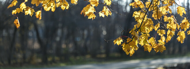 yellow autumn maple leaves in the sunlight on dark park trees background