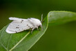 An American white moth lives in the wild, North China