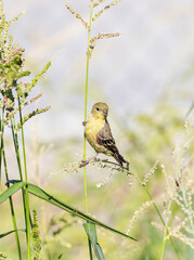 Wall Mural - a bird on the grass