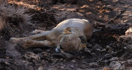 Wall Mural - lions sleep in the savannah