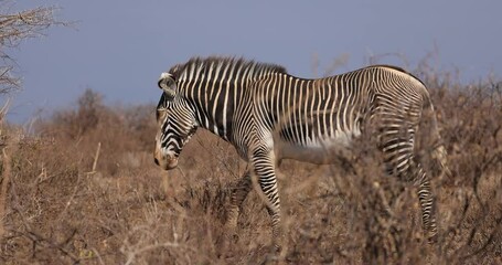 Wall Mural - a grevy's zebra walks in the savannah