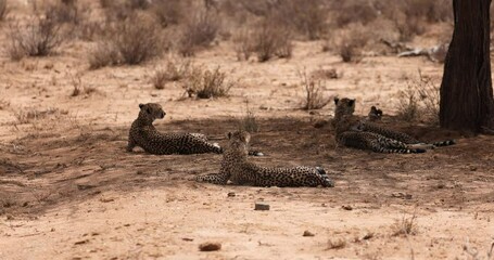 Wall Mural - cheetahs rest in the savannah