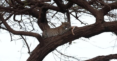 Wall Mural - a leopard eats in a tree