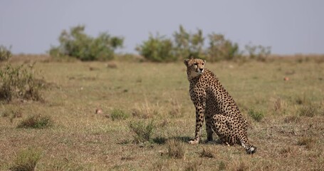 Wall Mural - a cheetah family rests and observes in the savannah