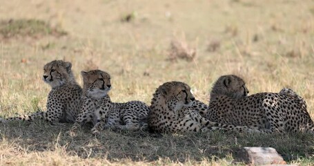 Wall Mural - a cheetah family rests and observes in the savannah