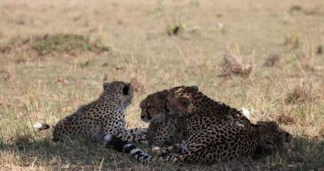 Wall Mural - a cheetah family rests and observes in the savannah